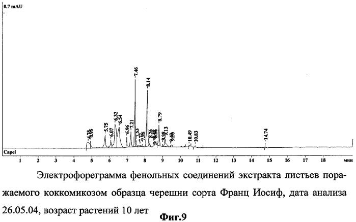 Способ определения устойчивых к коккомикозу форм вишни и черешни (патент 2316951)