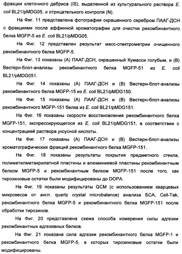 Биоадгезив мидии (патент 2349599)