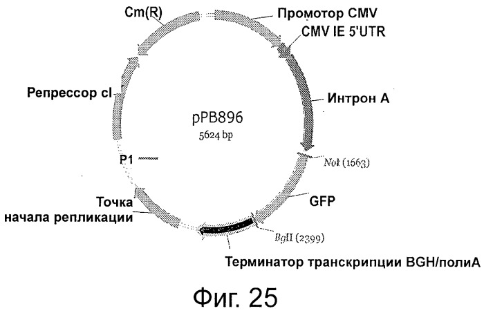 Плазмида без устойчивости к антибиотику (патент 2548809)