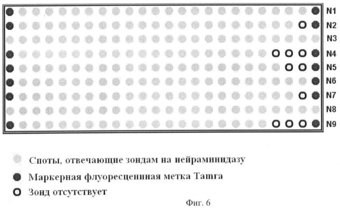 Способ выбора днк-зондов для микрочиповой диагностики, биочип и способ типирования гена нейраминидазы и гемагглютинина вируса гриппа а (патент 2470076)