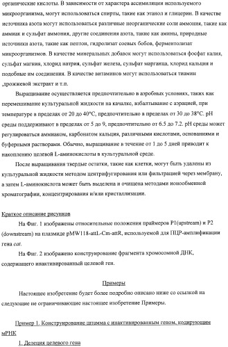 Способ получения l-аминокислот с использованием бактерии, принадлежащей к роду escherichia, в которой инактивирован один или несколько генов, кодирующих малые рнк (патент 2395567)