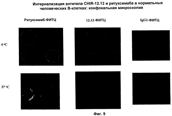 Применение анти-cd40-антител (патент 2442606)