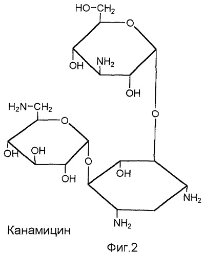 Водорастворимые полимерные комплексы антибиотиков-аминогликозидов (патент 2335510)