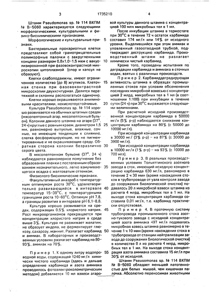 Штамм бактерий рsеudомоnаs sp n114 - деструктор аммиака и карбамида, используемый при очистке сточных вод (патент 1735210)