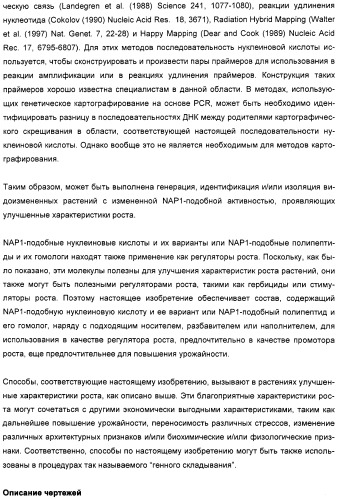 Способ повышения выхода семян растения, способ производства трансгенного растения, имеющего повышенную урожайность семян, генная конструкция для экспрессии в растении и трансгенное растение (патент 2409938)