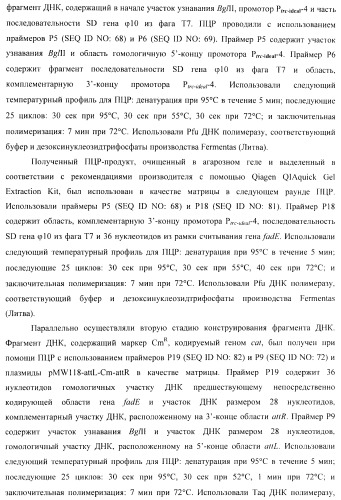 Бактерия - продуцент 1-бутанола и способ получения 1-бутанола (патент 2431672)