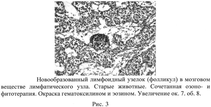 Способ усиления неолимфоаденогенеза для повышения неспецифической резистентности организма (патент 2558799)