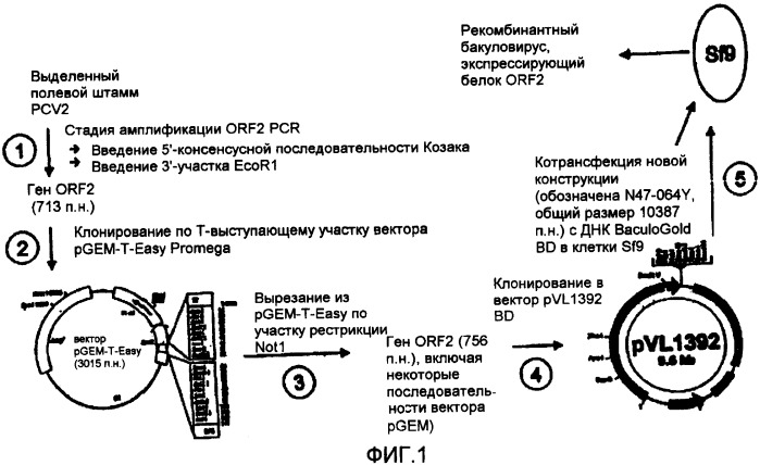 Иммуногенные композиции pcv2 и способы получения таких композиций (патент 2435854)