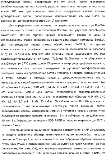 Иммунологические анализы активности ботулинического токсина серотипа а (патент 2491293)