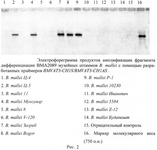 Олигонуклеотидные праймеры для генотипирования b. mallei методом полимеразной цепной реакции (патент 2474618)