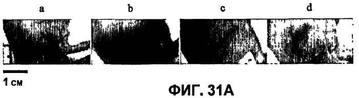 Конъюгаты rgd-пептидов и фотосенсибилизаторов порфирина или (бактерио)хлорофилла и их применение (патент 2450018)