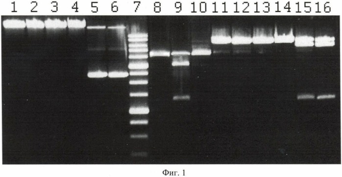 Штамм бактерий microbacterium testaceum 17b - продуцент сайт-специфической эндонуклеазы mtei (патент 2475533)