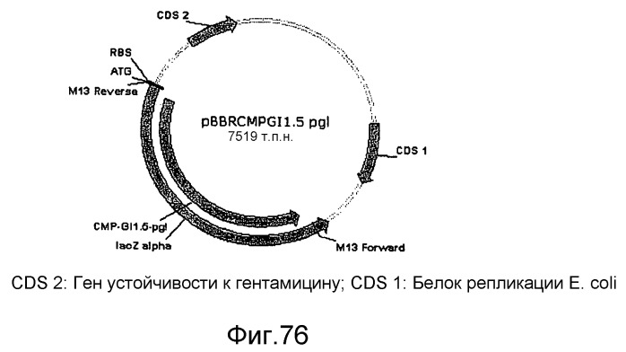 Полимеры изопрена из возобновляемых источников (патент 2505605)