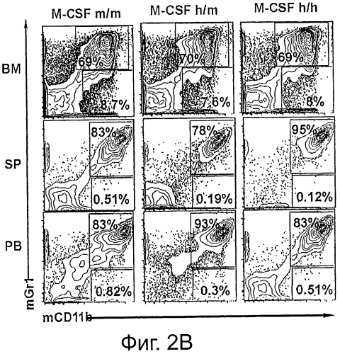 Гуманизированные m-csf мыши (патент 2577978)