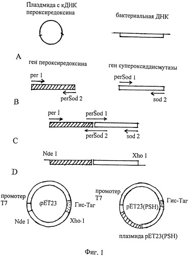 Рекомбинантный бифункциональный белок psh, обладающий антиоксидантной активностью супероксиддисмутазы и пероксидазы, кодирующая его химерная нуклеиновая кислота, рекомбинантный плазмидный вектор ее содержащий и применение белка psh при реперфузии сердца (патент 2534348)