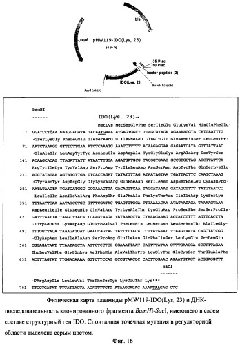 Способ продукции 4-гидрокси-l-изолейцина (патент 2402608)