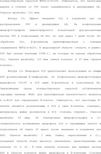 Нацеливание на антигенпрезентирующие клетки иммунонанотерапевтических средств (патент 2497542)