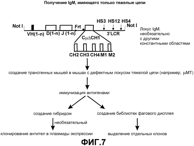Способ получения антиген-связывающего домена vh использование (патент 2398882)