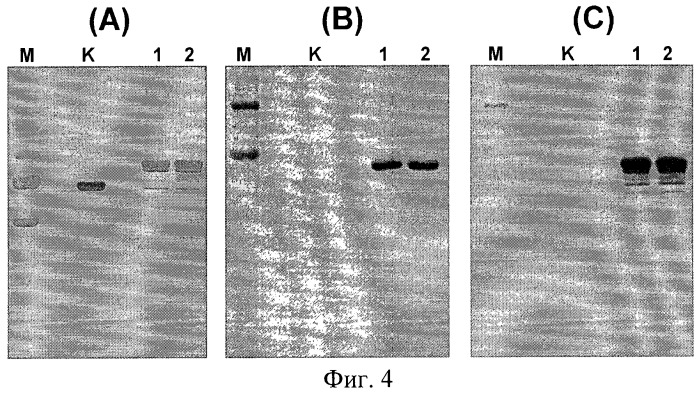 Способ получения белка e7-hsp70 и штамм дрожжей saccharomyces cerevisiae для его осуществления (патент 2489481)