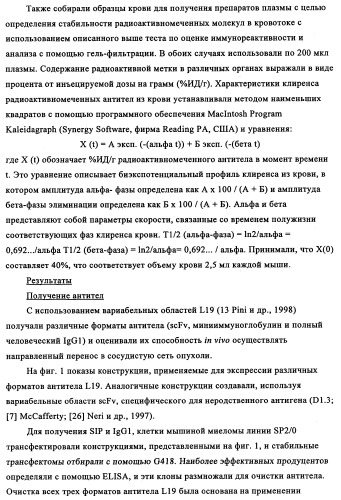 Избирательный направленный перенос в сосудистую сеть опухоли с использованием молекул антител (патент 2347787)