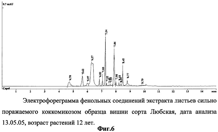 Способ определения устойчивых к коккомикозу форм вишни и черешни (патент 2316951)