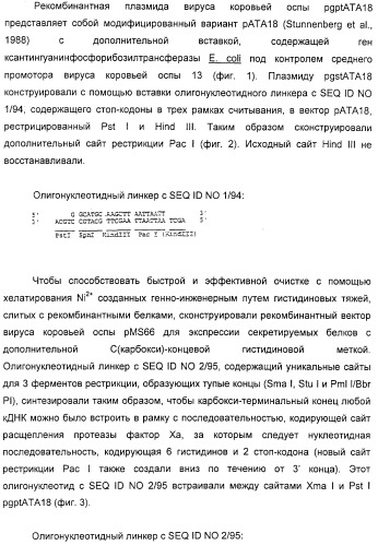 Очищенные белки оболочки вируса гепатита с для диагностического и терапевтического применения (патент 2313363)