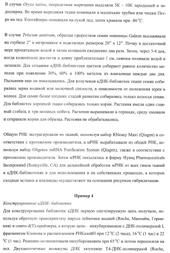 Молекулы нуклеиновых кислот, кодирующие wrinkled1-подобные полипептиды, и способы их применения в растениях (патент 2385347)