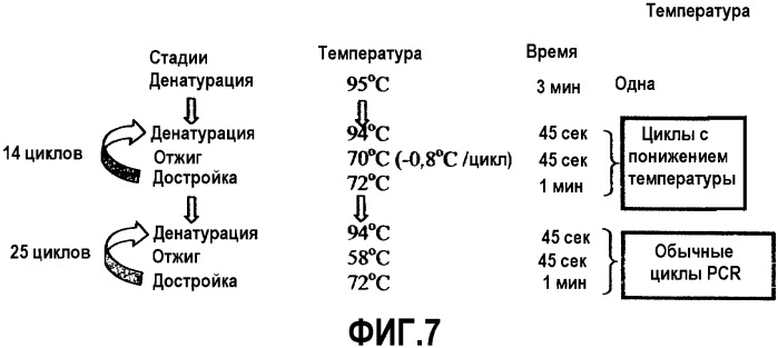 Способ детекции патогенных микобактерий в клинических образцах (патент 2338789)