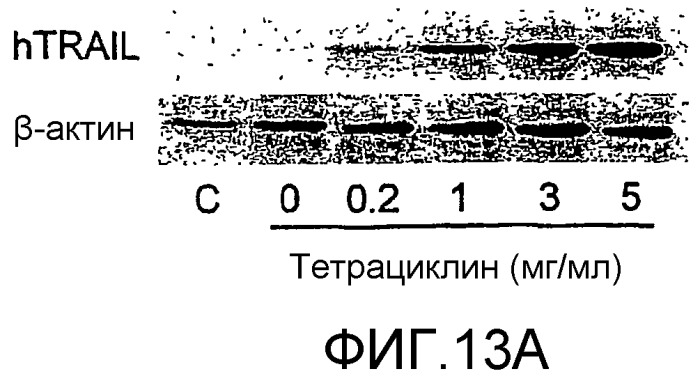 Комбинации антител, обладающих селективностью по отношению к рецептору лиганда, индуцирующему апоптоз, ассоциированный с фактором некроза опухоли, и других терапевтических средств (патент 2313368)