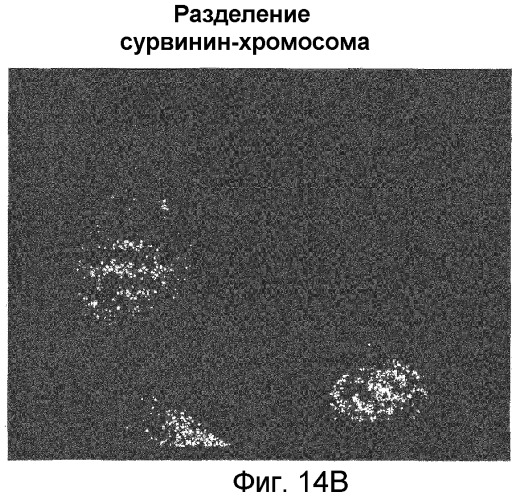 Миметики с обратной конфигурацией и относящиеся к ним способы (патент 2434017)