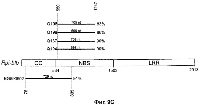 Ген, придающий устойчивость к phytophthora infestans (фитофторозу) в семействе solanaceae (патент 2361920)