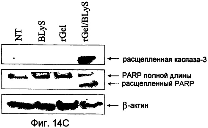 Полипептиды с направленным действием (патент 2393874)