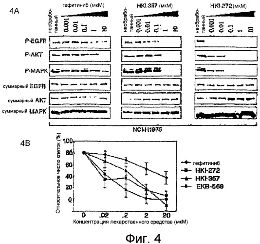 Способ лечения рака, устойчивого к гефитинибу (патент 2405566)