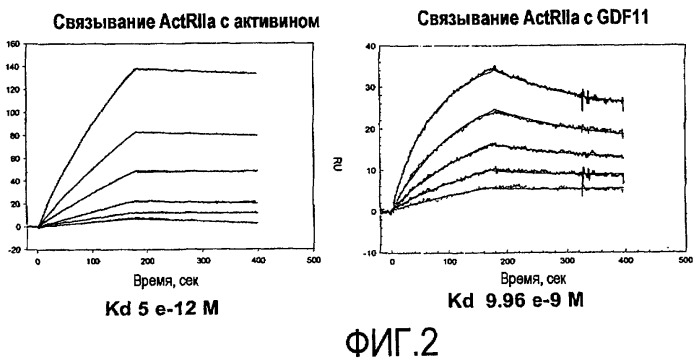 Антагонисты активина-actriia-fc и их применение для лечения или профилактики рака молочной железы (патент 2473362)