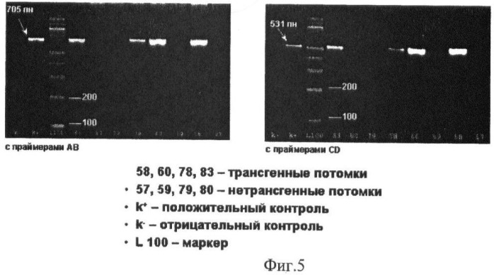 Генно-инженерная конструкция pgoatcasgcsf, обеспечивающая продукцию гранулоцит-колониестимулирующего фактора человека в молоко трансгенных животных (патент 2422529)