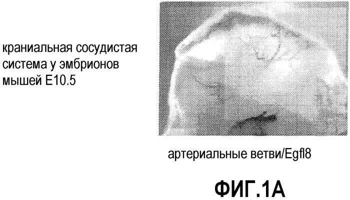 Способы ингибирования ангиогенеза с помощью антагонистов egfl8 (патент 2486200)