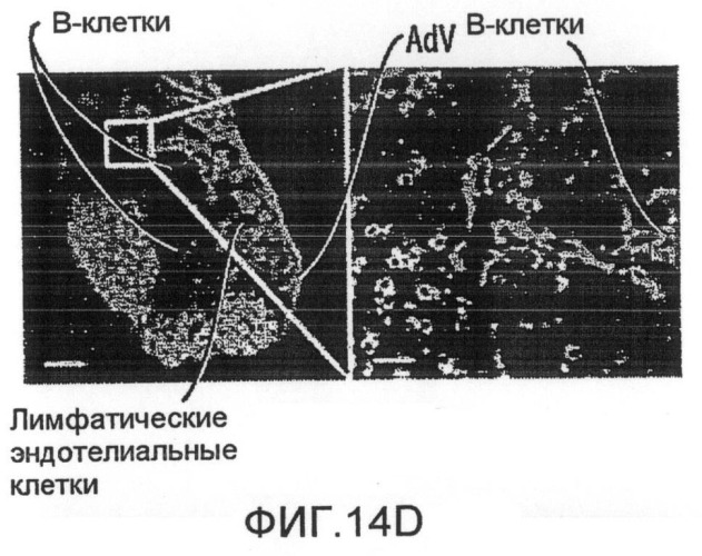 Нацеливание на антигенпрезентирующие клетки иммунонанотерапевтических средств (патент 2497542)