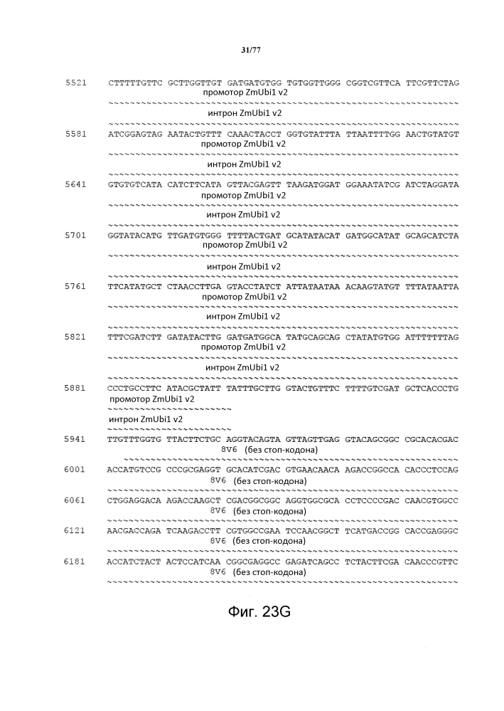 Конструкция и способ конструирования синтетического двунаправленного растительного промотора ubi1 (патент 2639538)