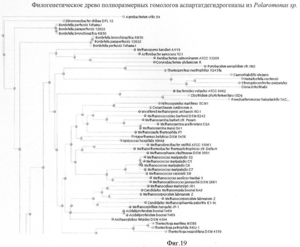 Бактерия семейства enterobacteriaceae - продуцент l-аспарагиновой кислоты или метаболитов, производных l-аспарагиновой кислоты, и способ получения l-аспарагиновой кислоты или метаблитов, производных l-аспарагиновой кислоты (патент 2472853)