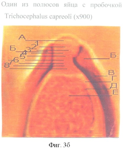 Способ прижизненной дифференциальной диагностики трихоцефал тrichocephalus ovis, trichocephalus skrjabini и trichocephalus capreoli жвачных животных (патент 2396069)