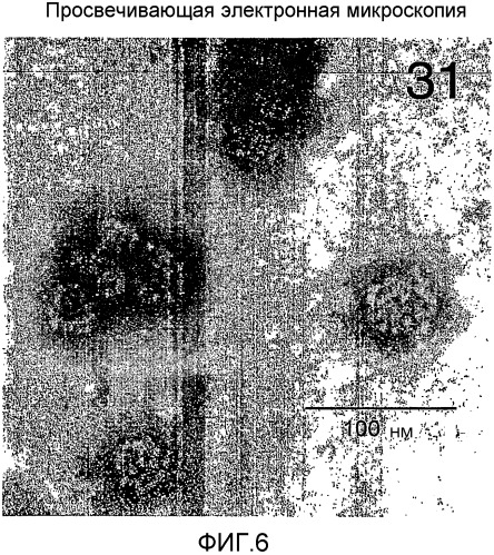 Молекула нуклеиновой кислоты, кодирующая hpv31 l1, экспрессирующий вектор, клетка-хозяин, вирусоподобная частица и способ ее получения, вакцина, фармацевтическая композиция и способы с их использованием (патент 2356943)