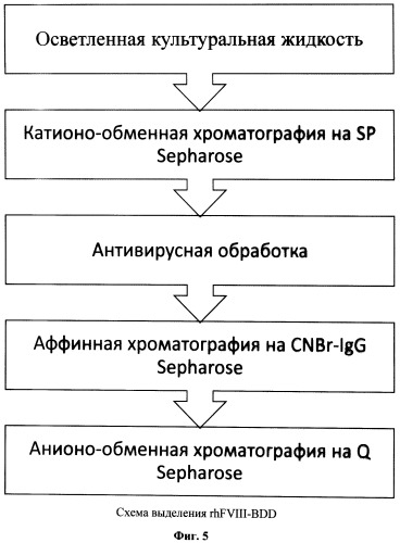 Рекомбинантная плазмидная днк рар227, кодирующая полипептид рекомбинантного фактора viii свертываемости крови человека, линия клеток cricetulus griseus cho 2h5 - продуцент рекомбинантного фактора viii свертываемости крови человека и способ получения полипептида, обладающего активностью фактора viii (патент 2500818)