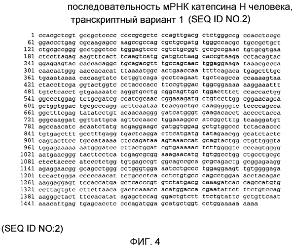 Применение катепсина н (патент 2574005)