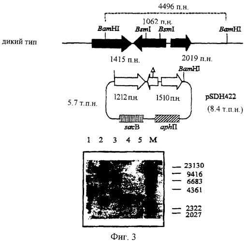 Способ конструирования генетически модифицированного штамма микроорганизма (патент 2268935)