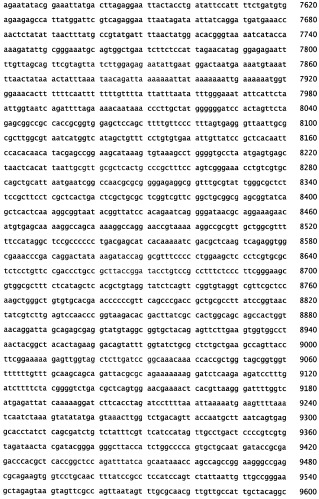 Генетическое ремоделирование бифидобактерий (патент 2460792)