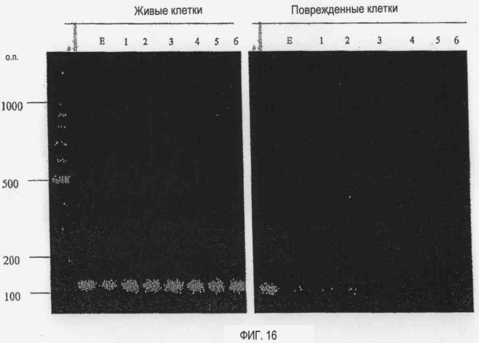 Способ детекции микроорганизма и набор для детекции микроорганизма (патент 2395583)