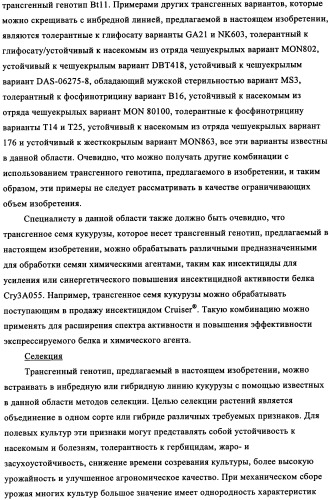 Вариант кукурузы mir604 (патент 2351122)