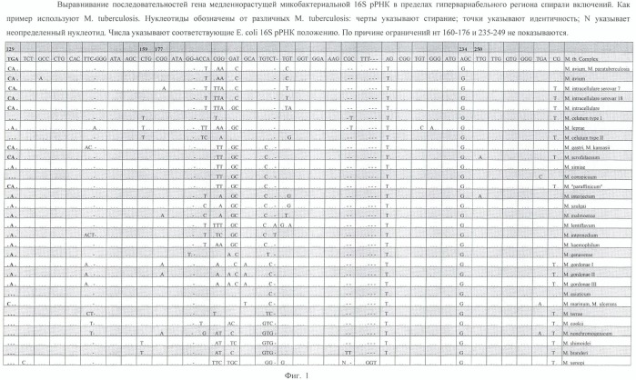 Способ идентификации микобактерий с помощью полимеразной цепной реакции (патент 2455364)