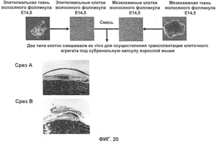 Способ формирования зуба, зубной ряд и способ формирования ткани (патент 2428140)