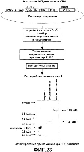 Способ получения антиген-связывающего домена vh использование (патент 2398882)